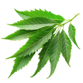 Neem